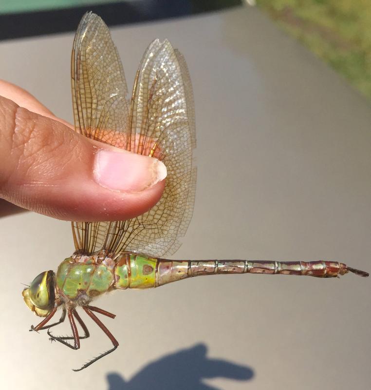 Photo of Common Green Darner