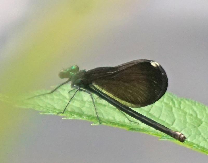 Photo of Ebony Jewelwing