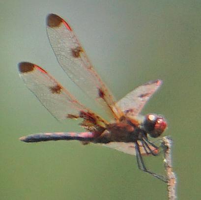 Photo of Calico Pennant