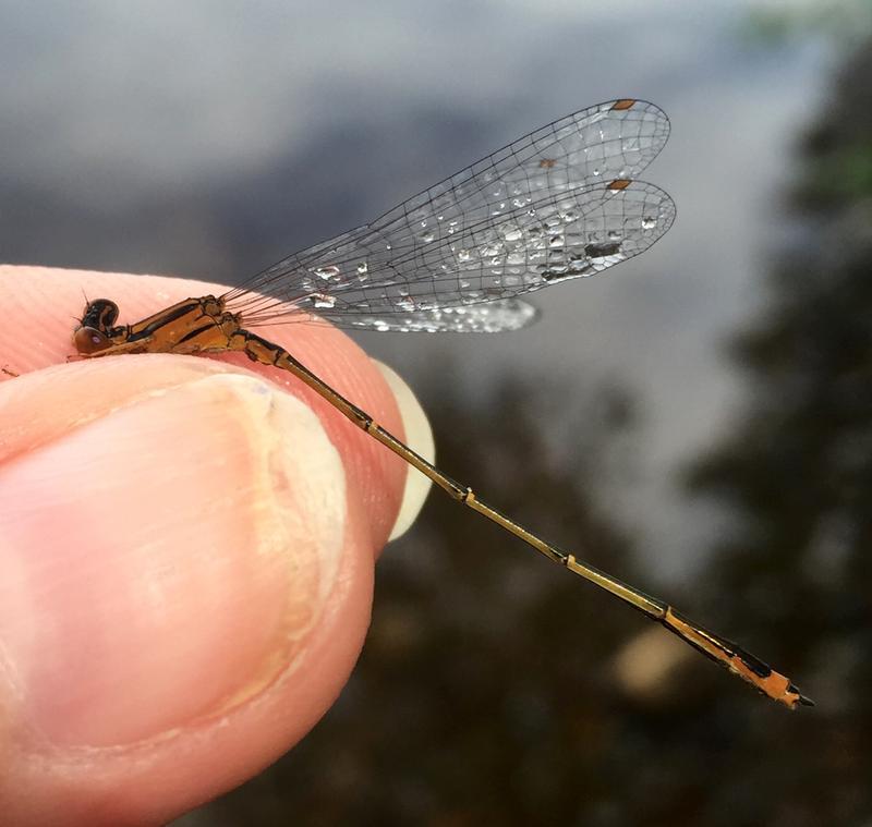 Photo of Orange Bluet
