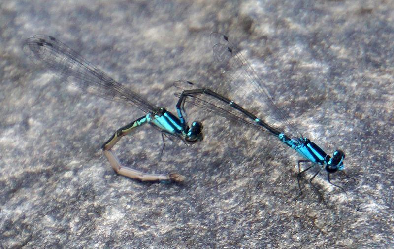 Photo of Skimming Bluet