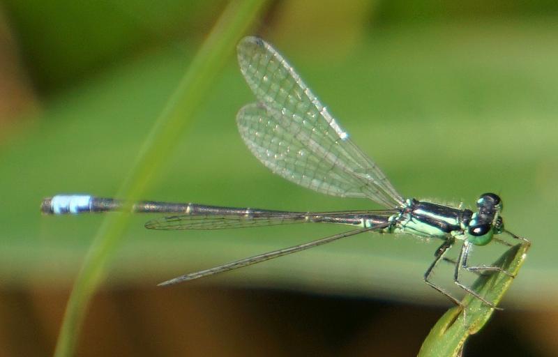 Photo of Eastern Forktail