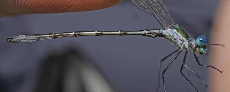 Photo of Emerald Spreadwing