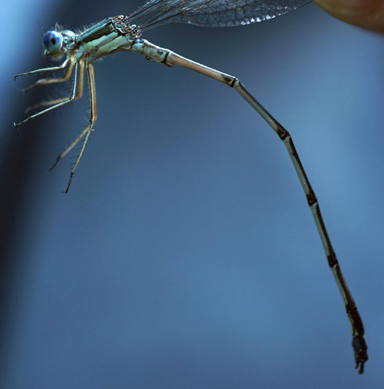 Photo of Slender Spreadwing