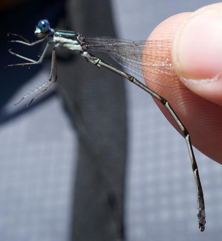 Photo of Slender Spreadwing