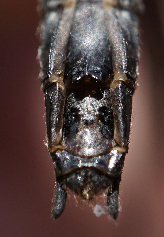 Photo of Belted Whiteface