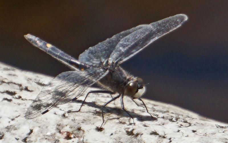 Photo of Dot-tailed Whiteface