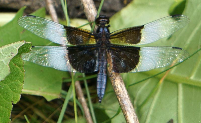 Photo of Widow Skimmer