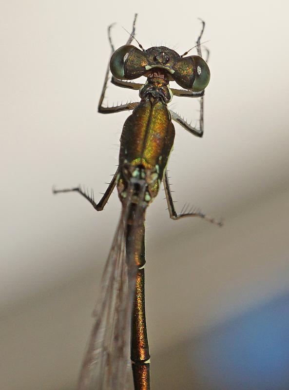 Photo of Sedge Sprite