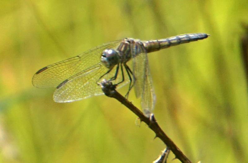 Photo of Blue Dasher