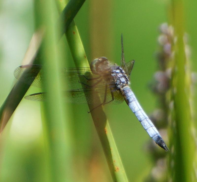 Photo of Blue Dasher