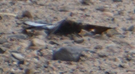 Photo of Common Whitetail