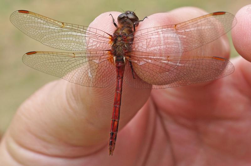 Photo of Saffron-winged Meadowhawk