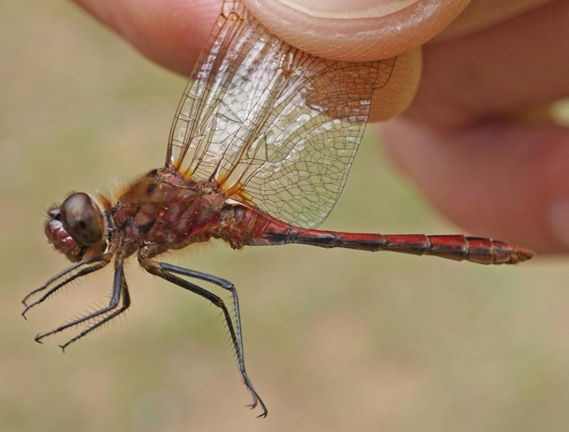 Photo of Saffron-winged Meadowhawk
