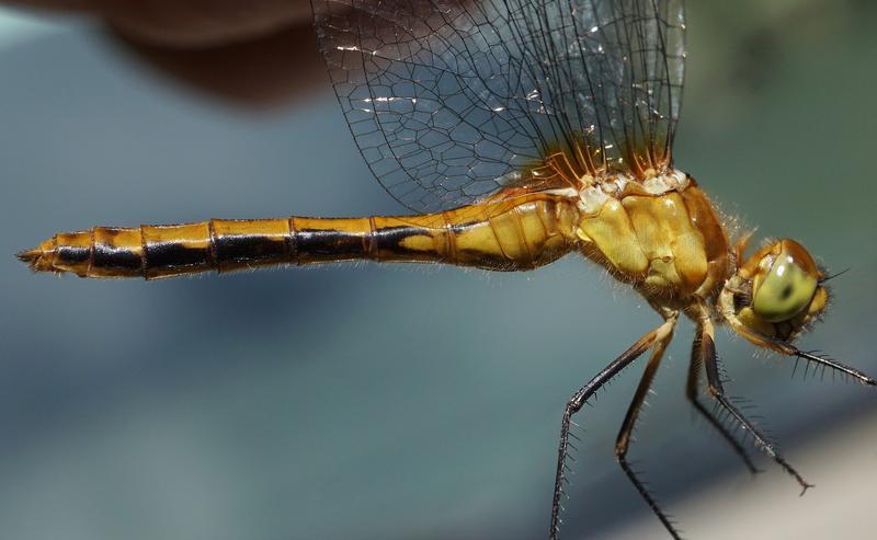 Photo of Ruby Meadowhawk