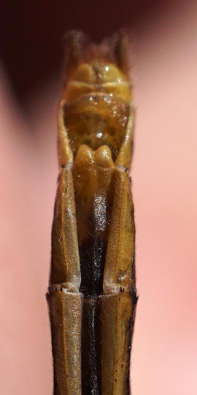 Photo of Ruby Meadowhawk