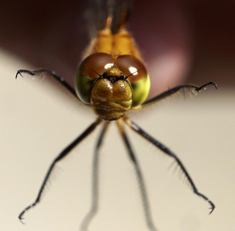 Photo of Ruby Meadowhawk
