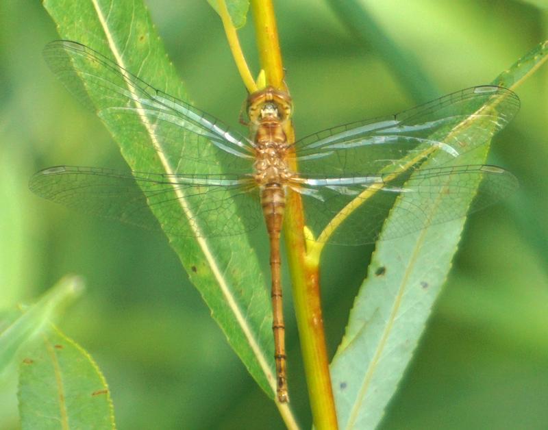 Photo of Autumn Meadowhawk