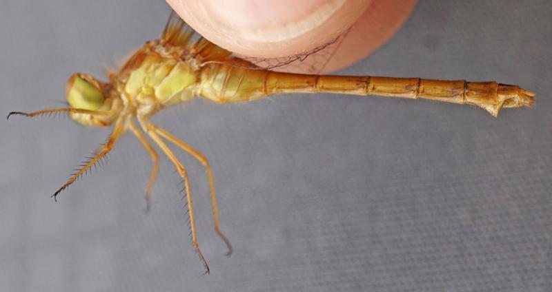 Photo of Autumn Meadowhawk