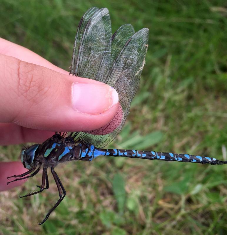 Photo of Canada Darner