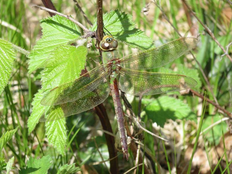 Photo of Common Green Darner