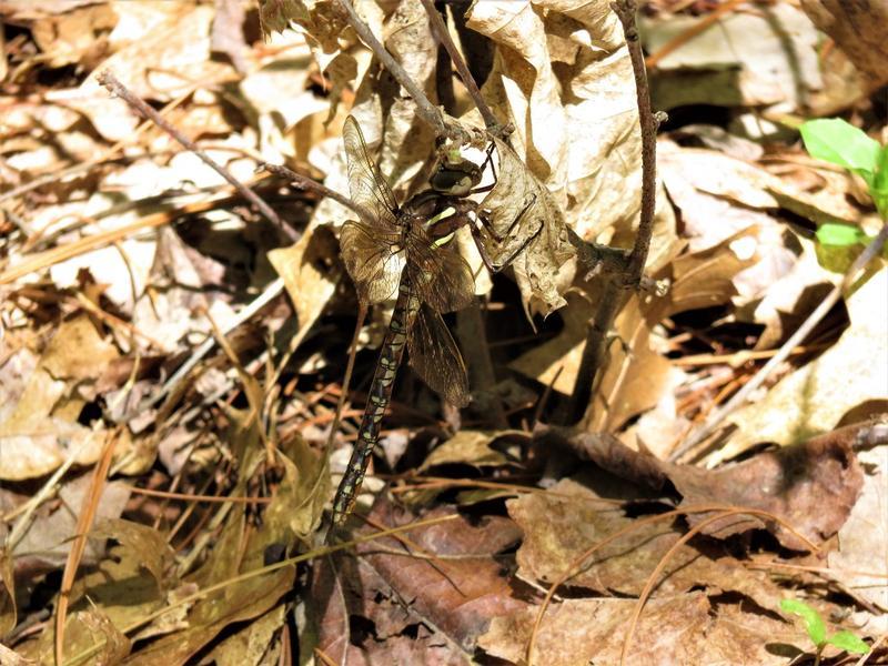 Photo of Springtime Darner