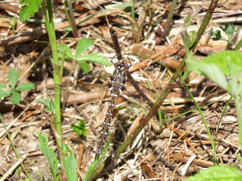 Photo of Springtime Darner