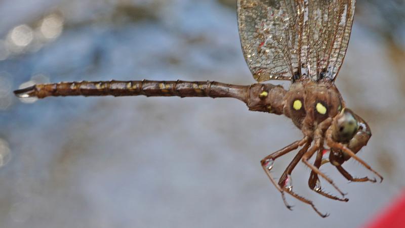 Photo of Fawn Darner