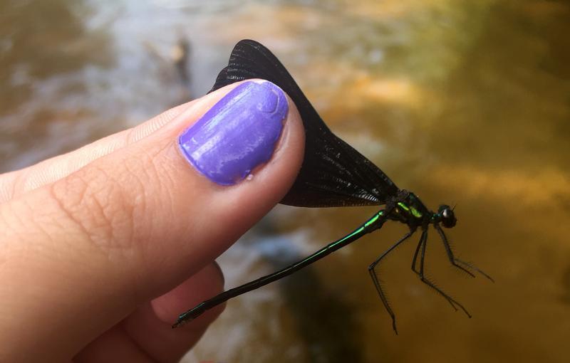 Photo of Ebony Jewelwing