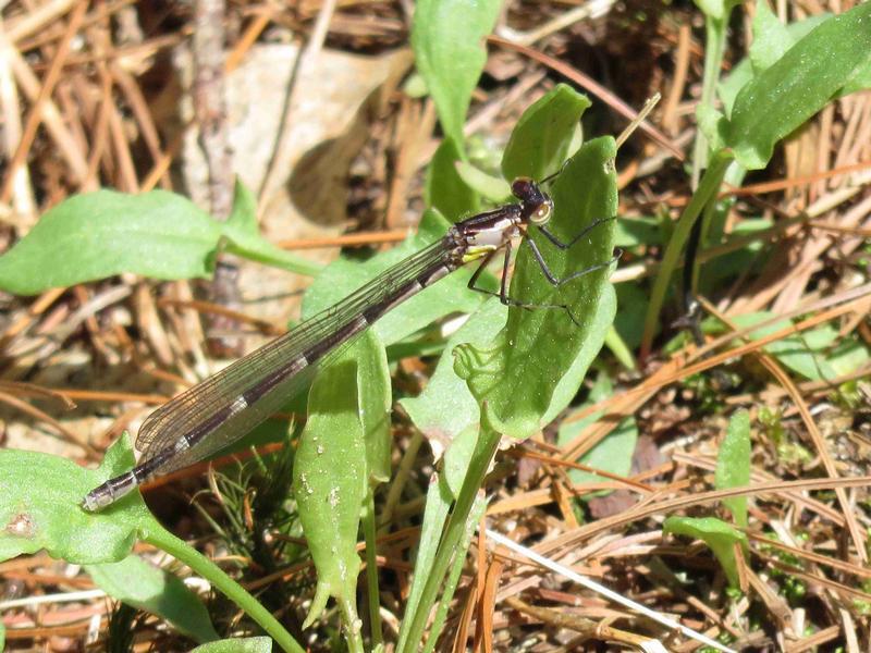 Photo of Aurora Damsel