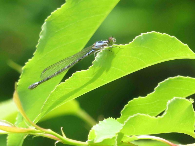 Photo of Skimming Bluet