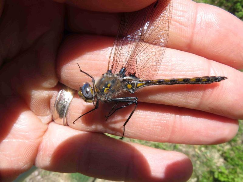 Photo of Beaverpond Baskettail