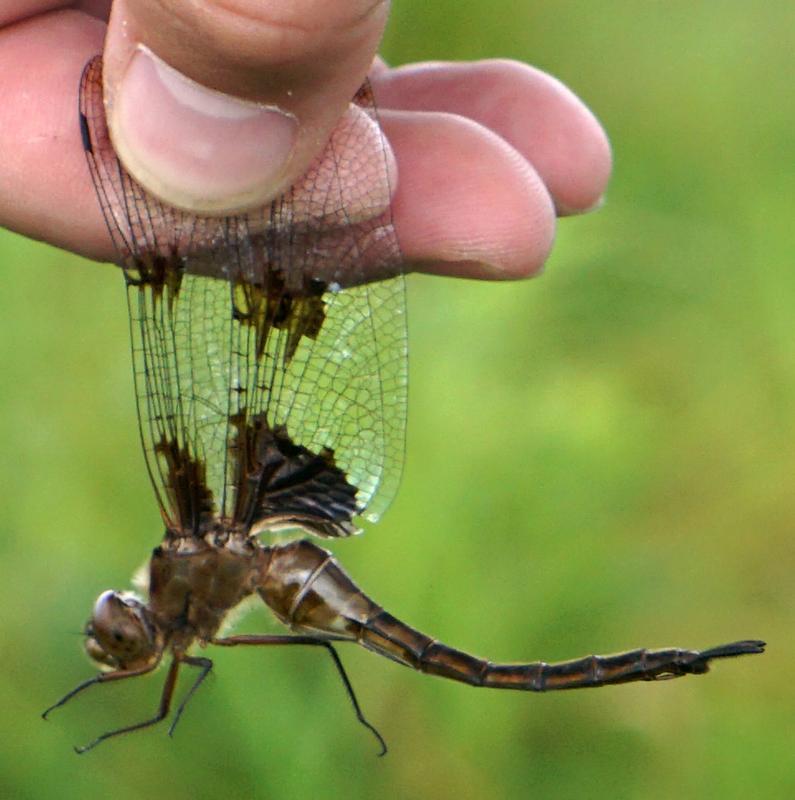 Photo of Prince Baskettail