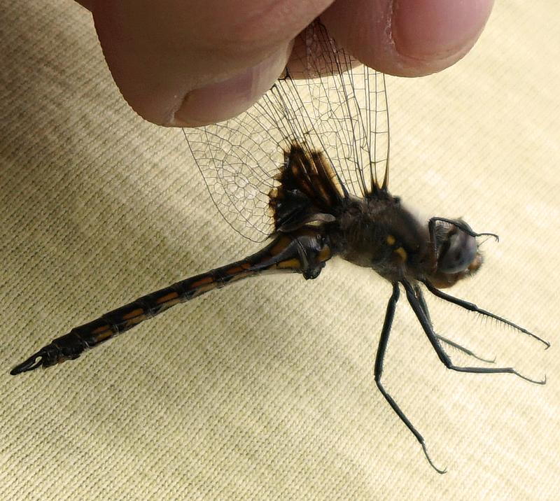 Photo of Common Baskettail