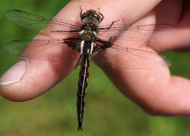 Photo of Common Baskettail