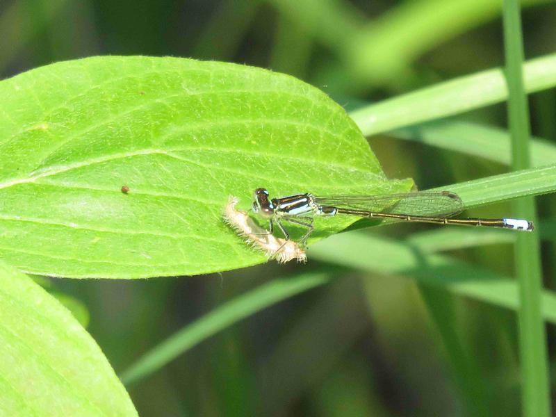Photo of Eastern Forktail