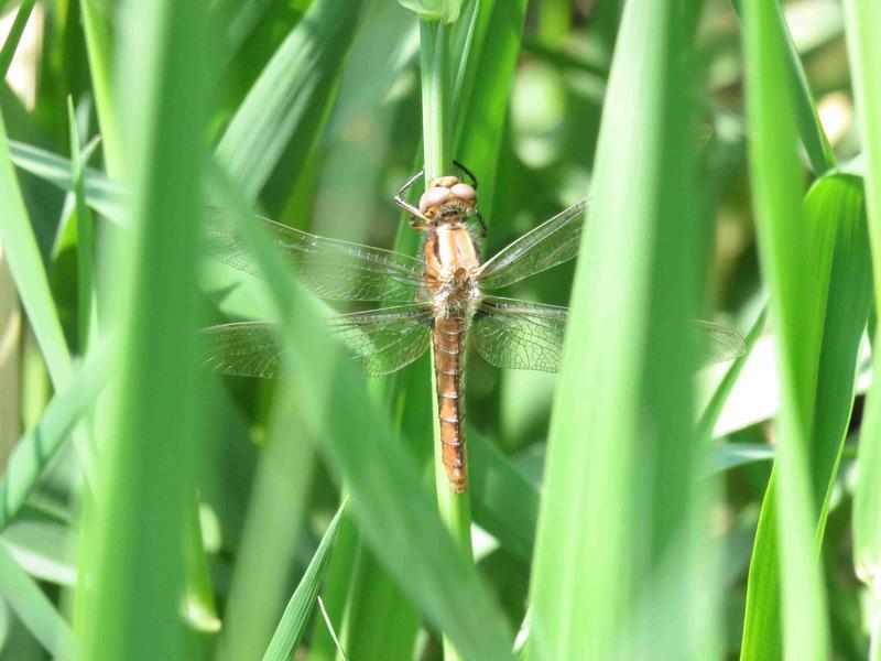 Photo of Chalk-fronted Corporal