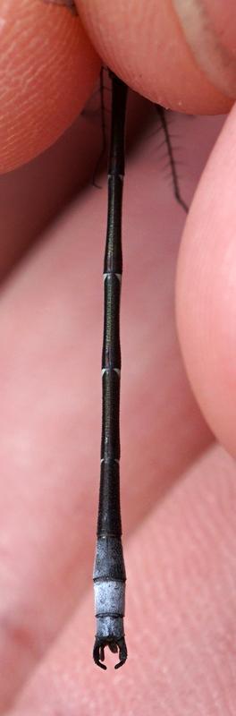 Photo of Sweetflag Spreadwing