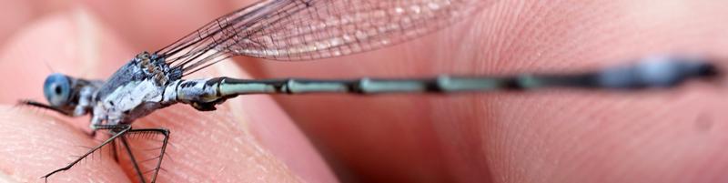 Photo of Sweetflag Spreadwing