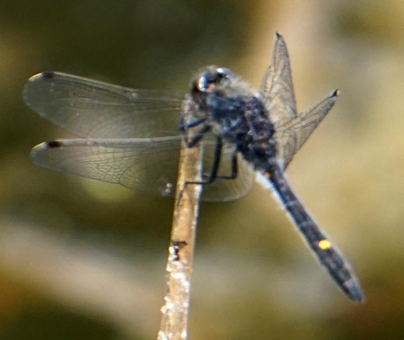 Photo of Dot-tailed Whiteface