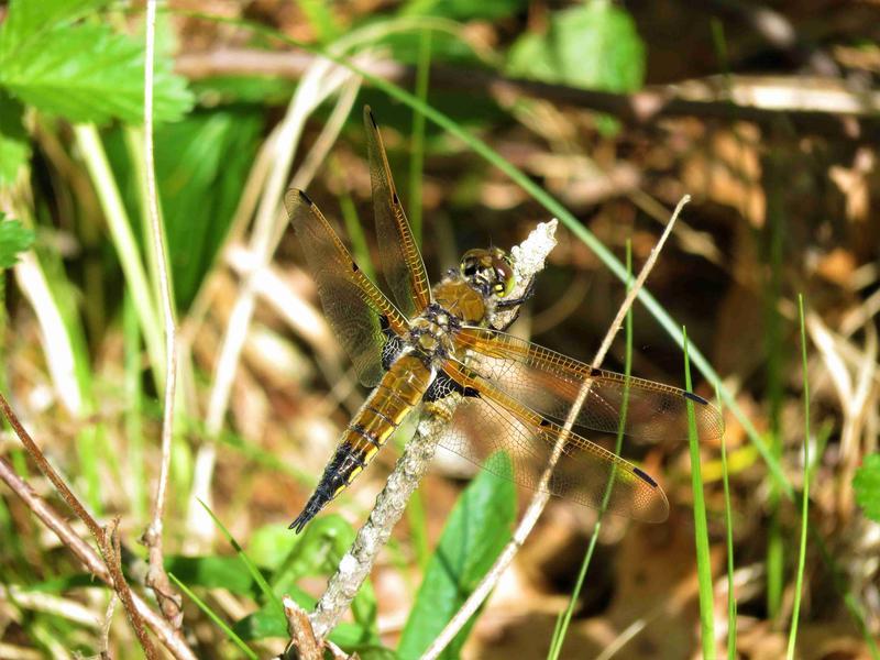 Photo of Four-spotted Skimmer