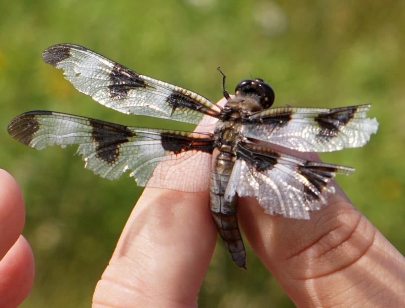 Photo of Twelve-spotted Skimmer