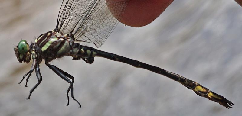 Photo of Arrow Clubtail