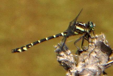 Photo of Zebra Clubtail