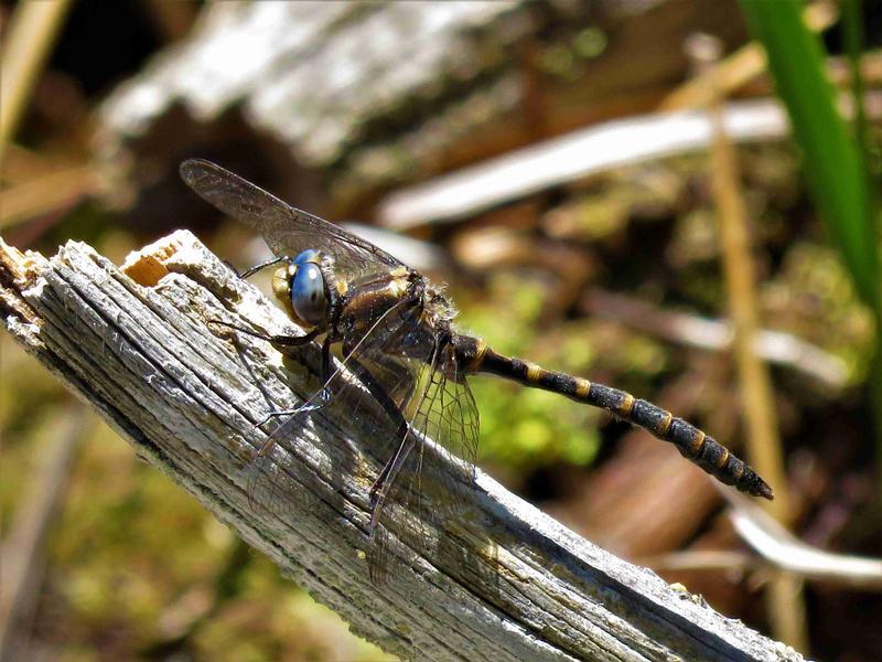 Photo of Ringed Boghaunter