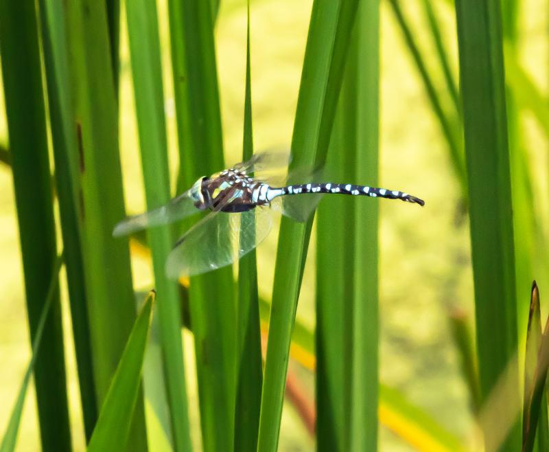 Photo of Lance-tipped Darner