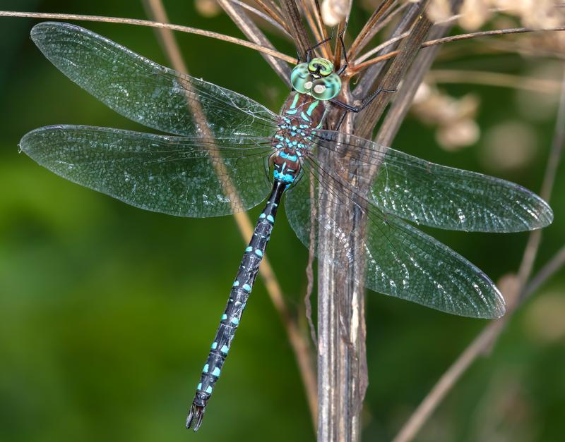 Photo of Black-tipped Darner