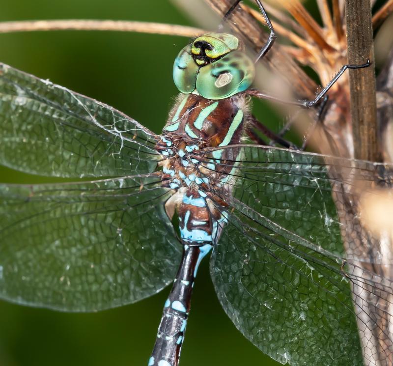 Photo of Black-tipped Darner