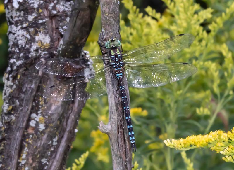 Photo of Lance-tipped Darner