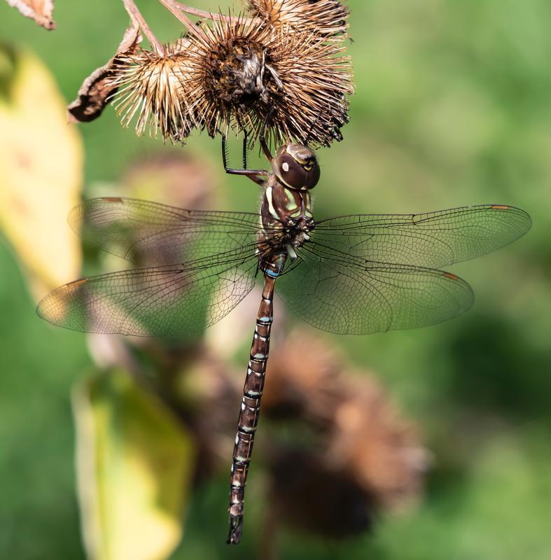 Photo of Shadow Darner